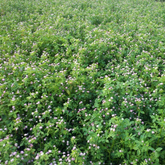 Persian Clover (Enhance) 3lb bag