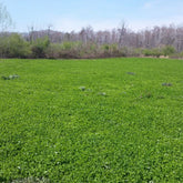 Aberlasting White Hybrid Clover 5lb bag