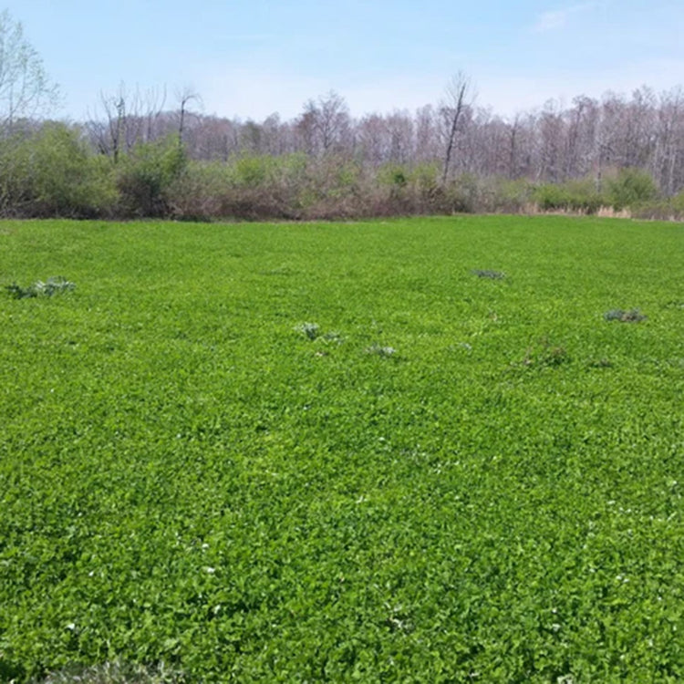 Aberlasting White Hybrid Clover 5lb bag