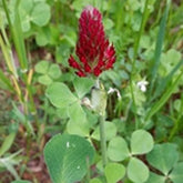 Crimson Clover (Dixie) 3lb bag