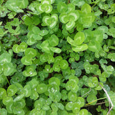 Red Clover (Dynamite) 3lb bag