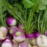Purple Top Turnip 3lb bag