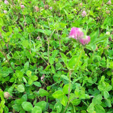 Red Clover (Q) 2,4-D Tolerant 3lb bag