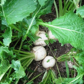 Seven Top Turnip 3lb bag