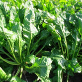 Sugar Beets 3lb bag
