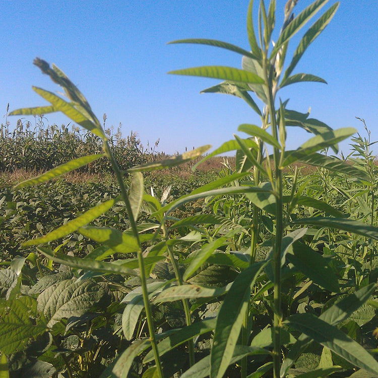 Sunn Hemp