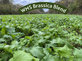 WMS Brassica Blend 10lb