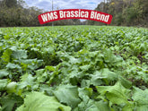 WMS Brassica Blend 10lb