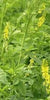 Yellow Sweet Blossom Clover 3lb bag
