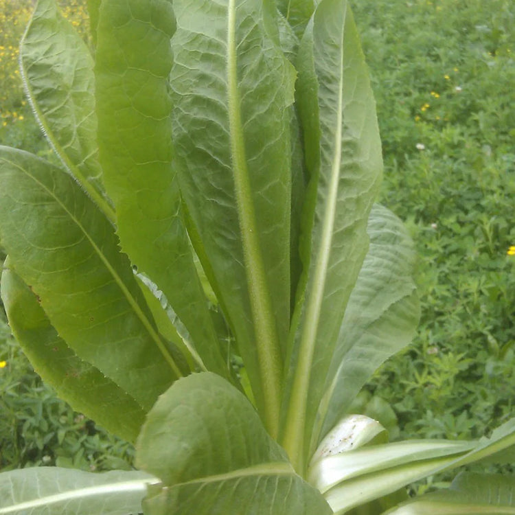 Chicory (Antler) 3lb bag