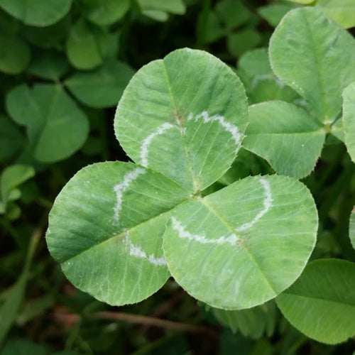 Ladino Clover (Companion)