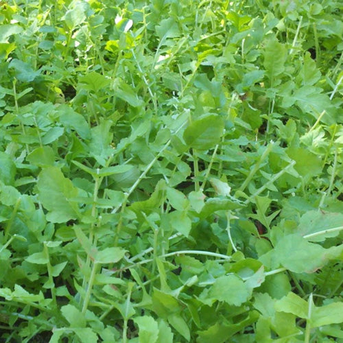 Diakon Radish (Driller)