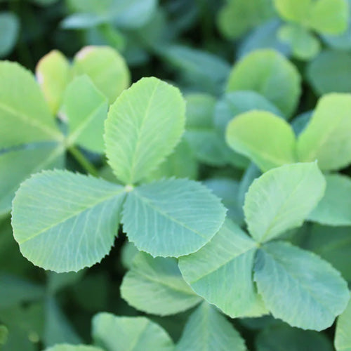 Balansa Clover (Fixation)