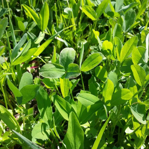 Berseem Clover (Frosty)