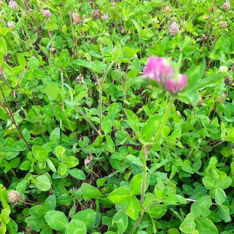 Red Clover (Q)  2,4-D Tolerant