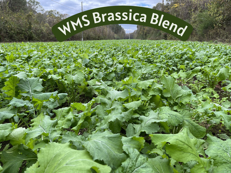 WMS Brassica Blend 10lb