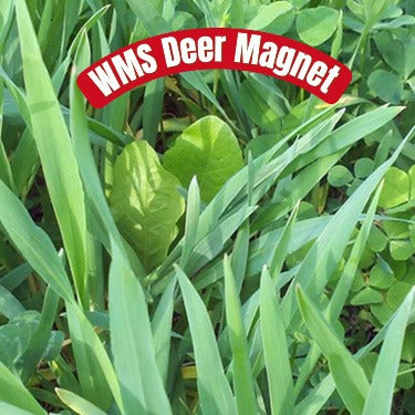 WMS Deer Magnet