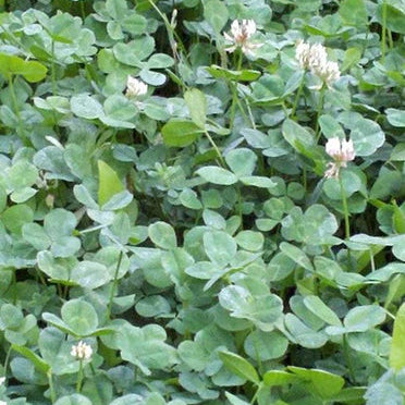 WMS Perennial Plus 9lb