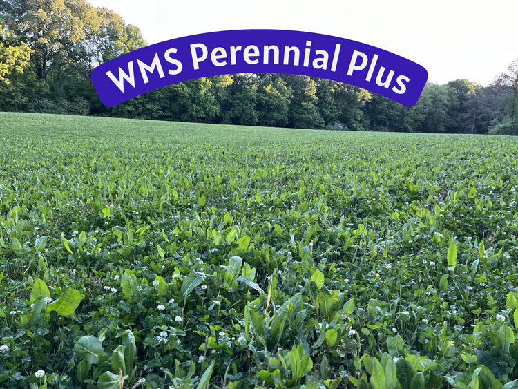 WMS Perennial Plus 3lb
