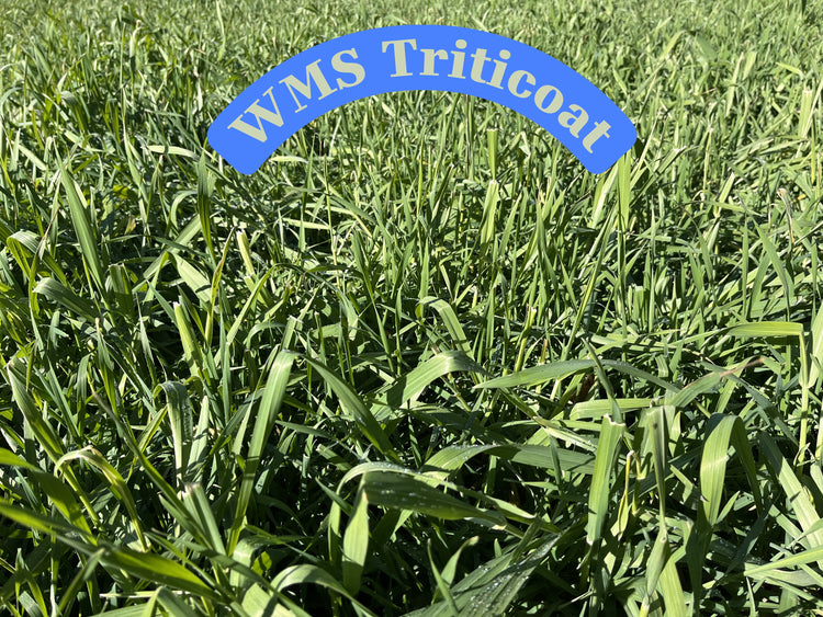 WMS TriticOat Mix