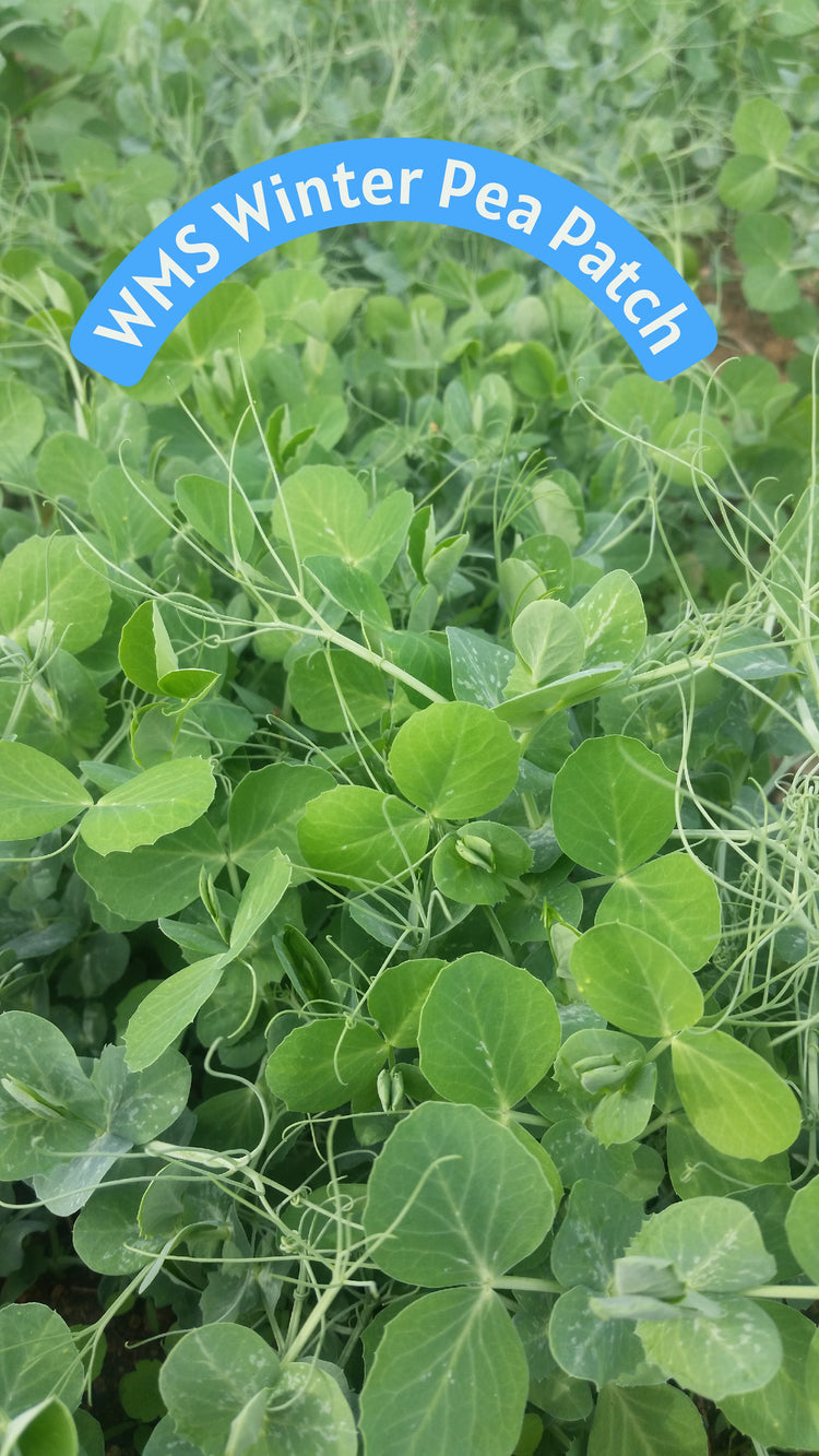 WMS Winter Pea Patch 5lb